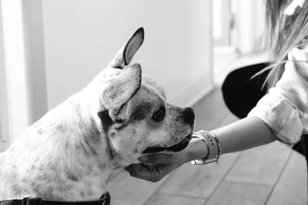 Cute Sick Dog Waiting Vet — Stock Photo, Image