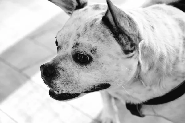 Bonito Cão Doente Esperando Para Veterinário — Fotografia de Stock