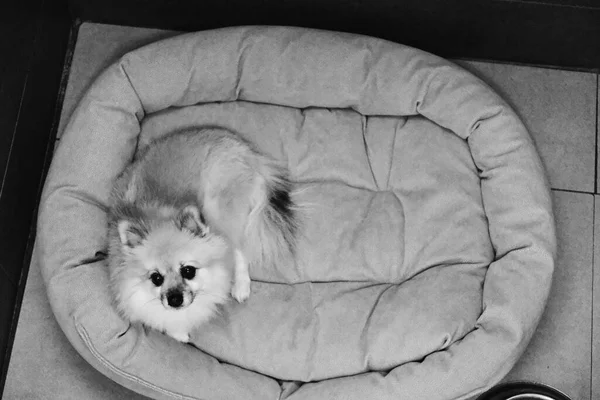 cute sick dog waiting for the vet