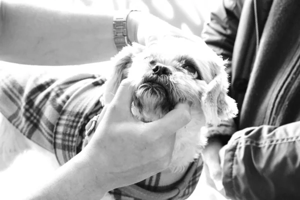 cute sick dog waiting for the vet