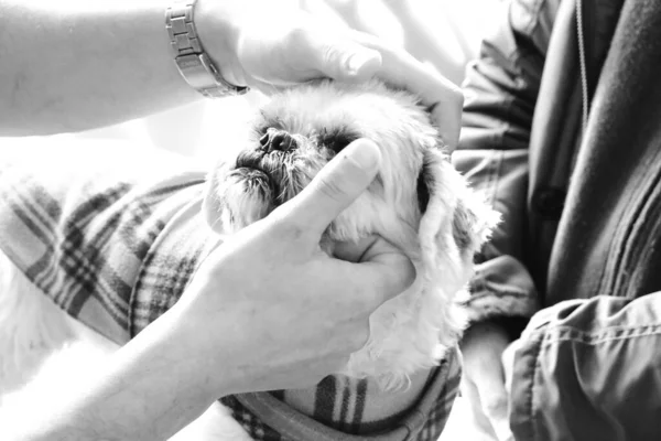 cute sick dog waiting for the vet