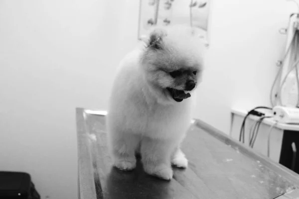 Bonito Cão Doente Esperando Para Veterinário — Fotografia de Stock