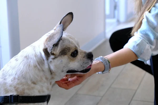 cute sick dog waiting for the vet