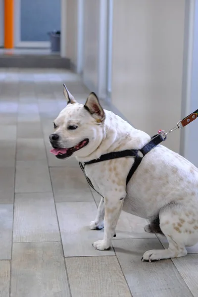 Bonito Cão Doente Esperando Para Veterinário — Fotografia de Stock