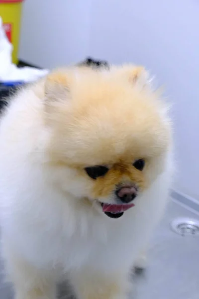 Cute Sick Dog Waiting Vet — Stock Photo, Image