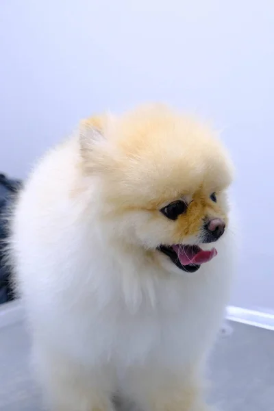 Bonito Cão Doente Esperando Para Veterinário — Fotografia de Stock