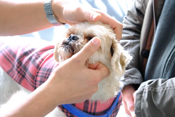 Chien Malade Mignon Attendant Vétérinaire — Photo