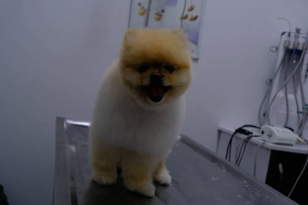 Bonito Cão Doente Esperando Para Veterinário — Fotografia de Stock