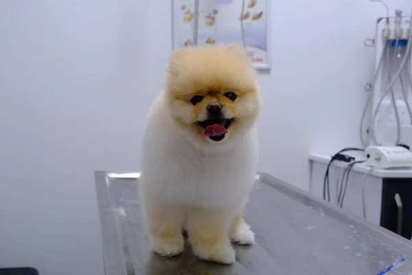 Bonito Cão Doente Esperando Para Veterinário — Fotografia de Stock