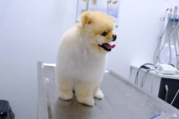 Bonito Cão Doente Esperando Para Veterinário — Fotografia de Stock