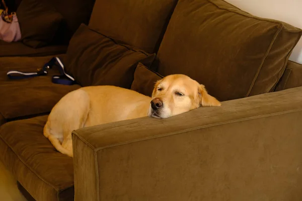 Cute Sick Dog Waiting Vet — Stock Photo, Image