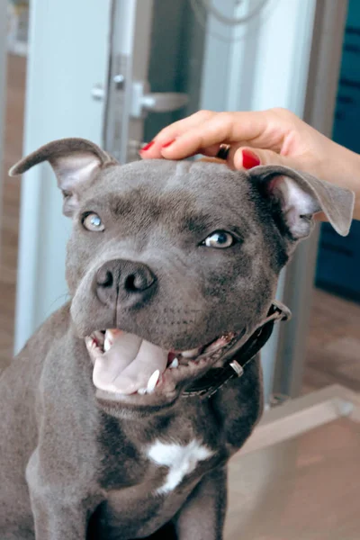 cute sick dog waiting for the vet