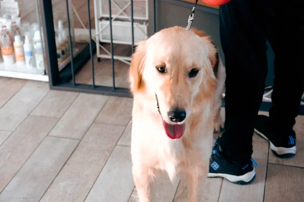 Netter Kranker Hund Wartet Auf Den Tierarzt — Stockfoto