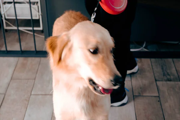 Bonito Cão Doente Esperando Para Veterinário — Fotografia de Stock