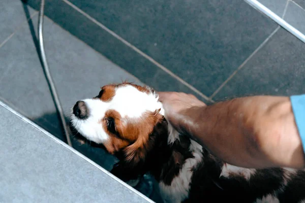 Милий Хворий Собака Чекає Ветеринара — стокове фото