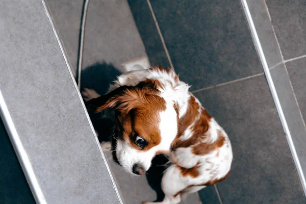 Netter Kranker Hund Wartet Auf Den Tierarzt — Stockfoto