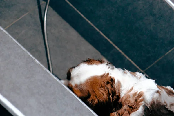 Netter Kranker Hund Wartet Auf Den Tierarzt — Stockfoto