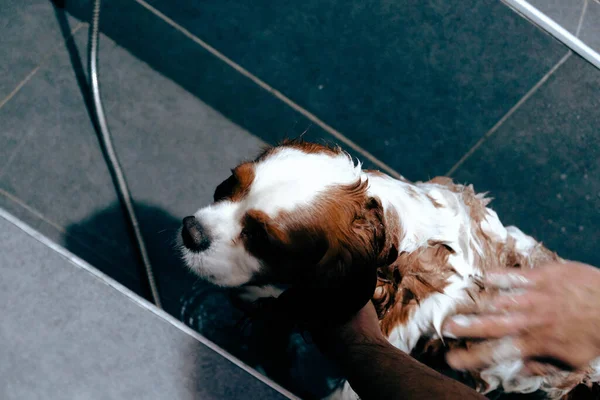 Netter Kranker Hund Wartet Auf Den Tierarzt — Stockfoto