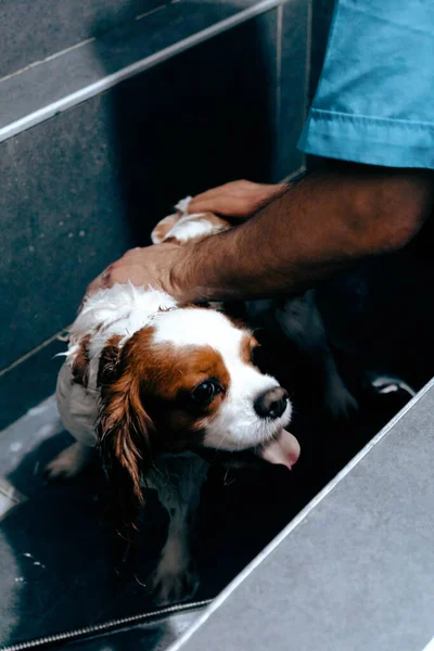 Милый Больной Пес Ждет Ветеринара — стоковое фото