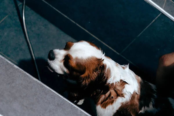 cute sick dog waiting for the vet