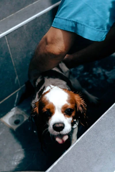 cute sick dog waiting for the vet