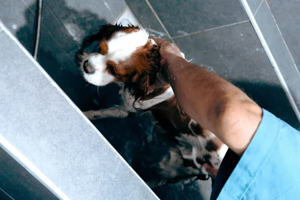 Lindo Perro Enfermo Esperando Veterinario — Foto de Stock