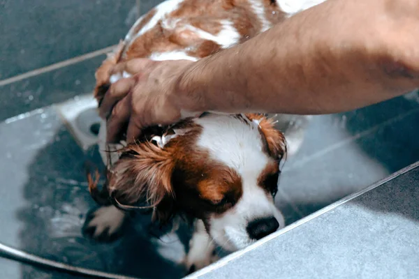 Netter Kranker Hund Wartet Auf Den Tierarzt — Stockfoto