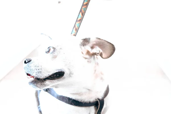Милий Хворий Собака Чекає Ветеринара — стокове фото