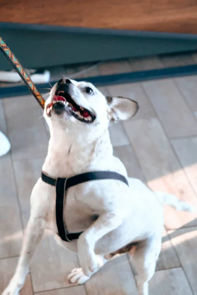 Bonito Cão Doente Esperando Para Veterinário — Fotografia de Stock