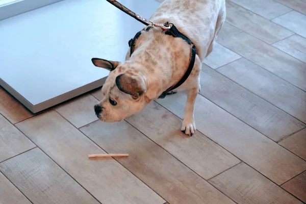 Netter Kranker Hund Wartet Auf Den Tierarzt — Stockfoto
