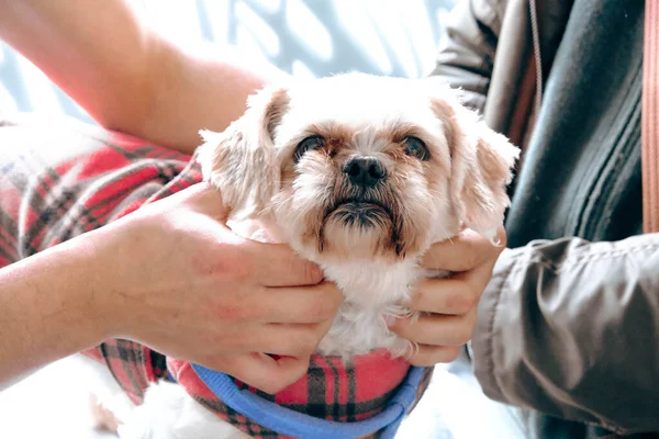 Söt Sjuk Hund Väntar Veterinären — Stockfoto