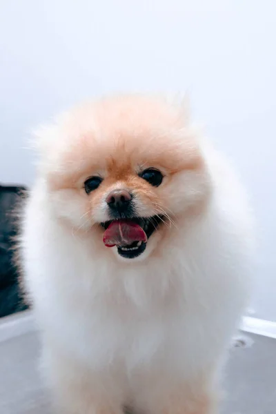 Bonito Cão Doente Esperando Para Veterinário — Fotografia de Stock