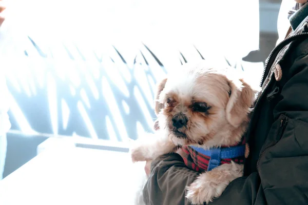 Söt Sjuk Hund Väntar Veterinären — Stockfoto