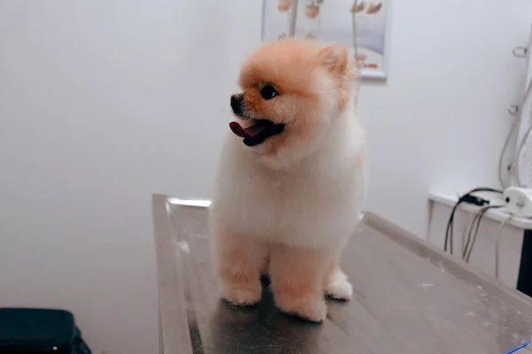 Bonito Cão Doente Esperando Para Veterinário — Fotografia de Stock