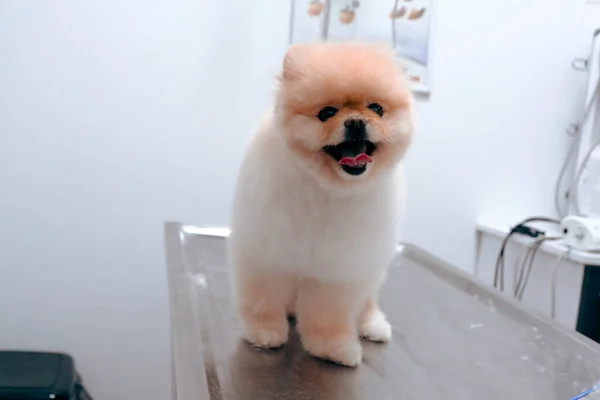 Bonito Cão Doente Esperando Para Veterinário — Fotografia de Stock