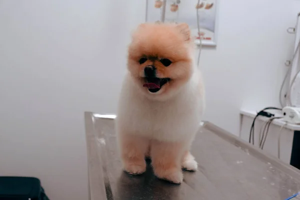 Bonito Cão Doente Esperando Para Veterinário — Fotografia de Stock