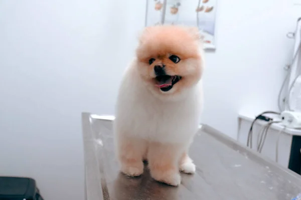 Bonito Cão Doente Esperando Para Veterinário — Fotografia de Stock