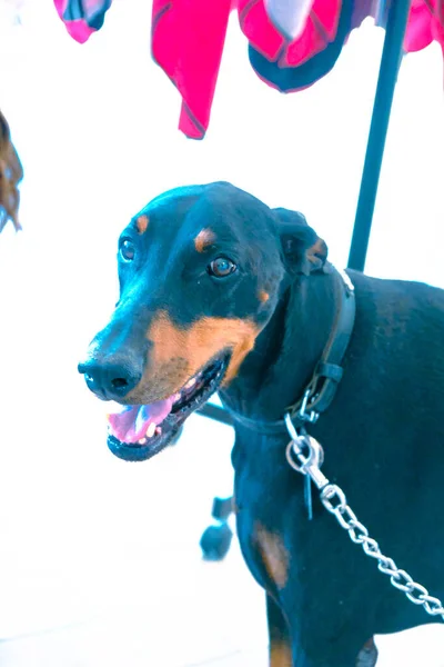 Bonito Cão Doente Esperando Para Veterinário — Fotografia de Stock