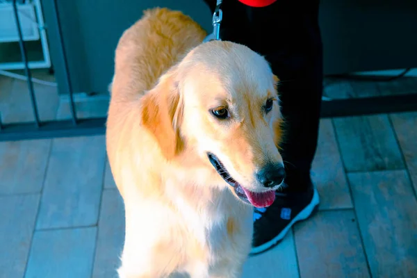Netter Kranker Hund Wartet Auf Den Tierarzt — Stockfoto