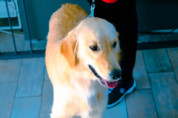 Bonito Cão Doente Esperando Para Veterinário — Fotografia de Stock