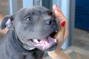 Tatlı hasta köpek veterineri bekliyor.