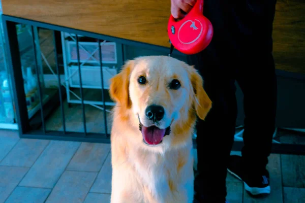 Carino Cane Malato Attesa Veterinario — Foto Stock