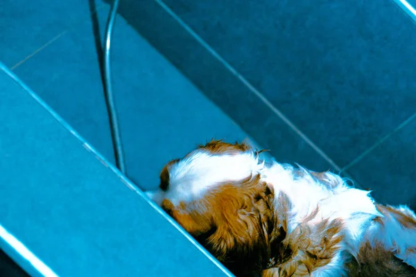 Bonito Cão Doente Esperando Para Veterinário — Fotografia de Stock