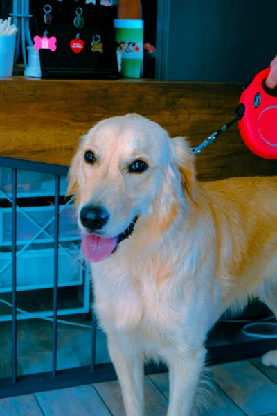 Bonito Cão Doente Esperando Para Veterinário — Fotografia de Stock