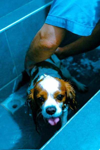 Cute Sick Dog Waiting Vet — Stock Photo, Image