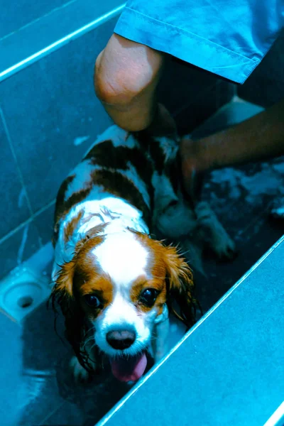Roztomilý Nemocný Pes Čeká Veterináře — Stock fotografie