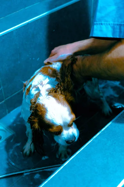 Bonito Cão Doente Esperando Para Veterinário — Fotografia de Stock