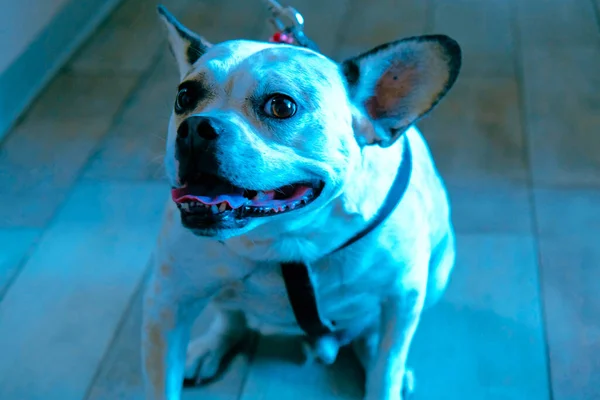 cute sick dog waiting for the vet