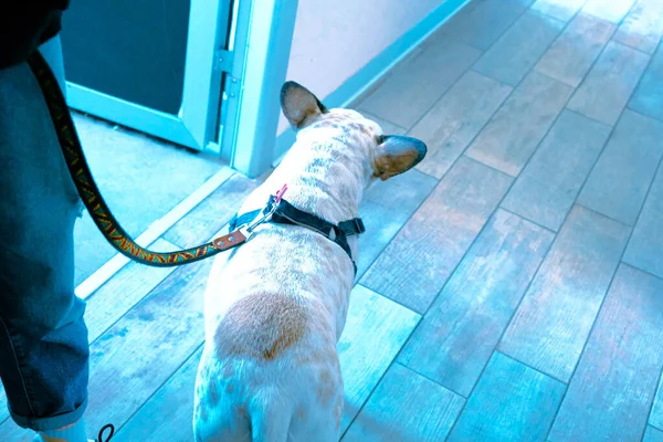 可爱的病狗在等兽医 — 图库照片