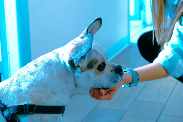 Tatlı Hasta Köpek Veterineri Bekliyor — Stok fotoğraf